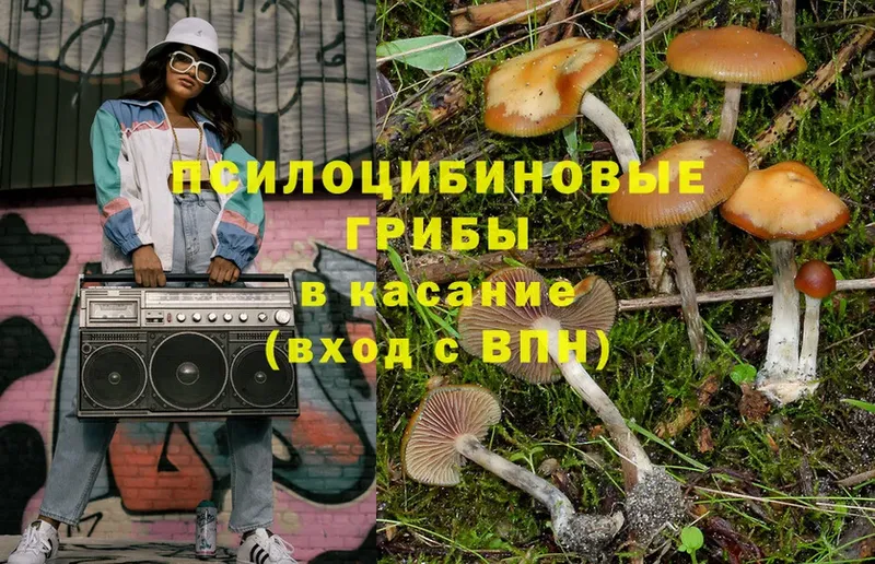 закладки  Качканар  Галлюциногенные грибы Cubensis 